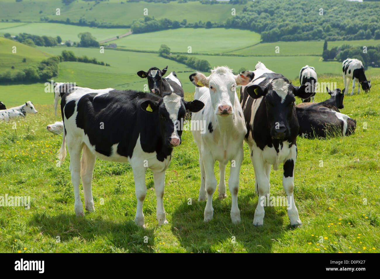 Rinder in einem Feld in der Nähe von Dorset Lücke, Dorset, England, UK Stockfoto