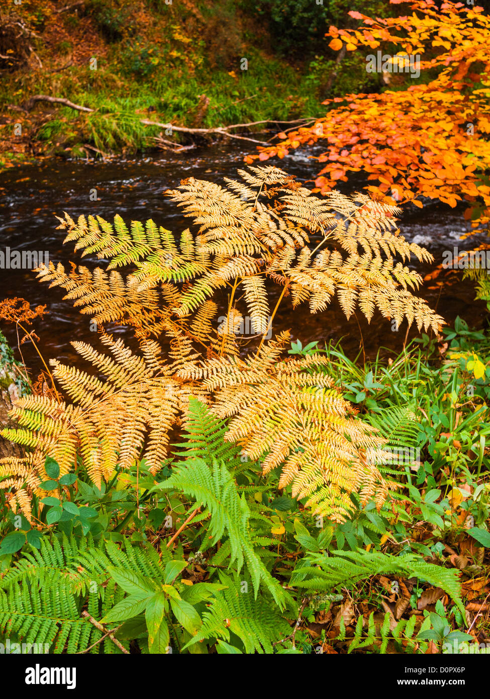 Bracken anzeigen lebendigere Herbstfarben am Ufer des Flusses Teign in Dartmoor, Devon, England. Stockfoto