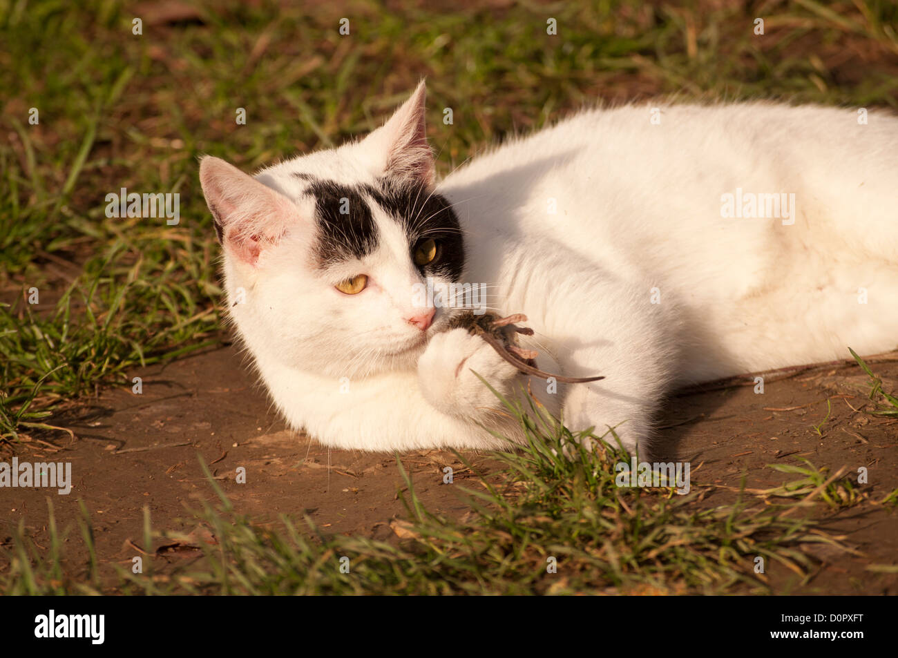 Katze essen Maus Stockfoto