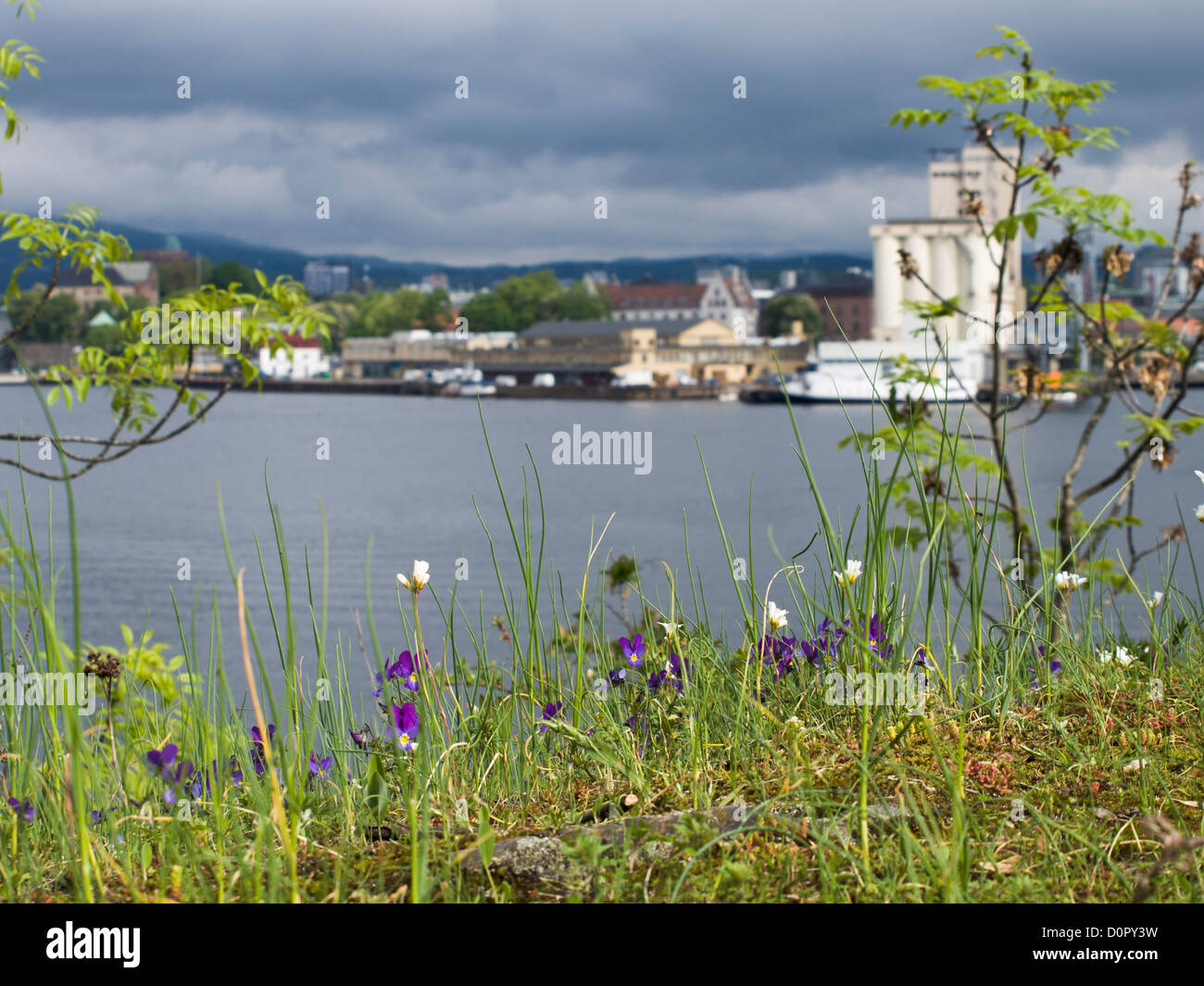 Viola Tricolor oder Stiefmütterchen mit Blick auf den Oslofjord und den Hafen Insel Hovedøya, ein Naturreservat in Oslo Norwegen Stockfoto