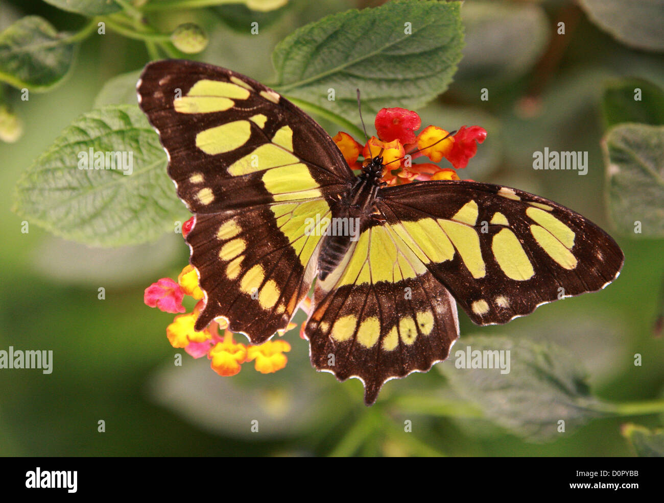 Malachit Schmetterling oder Bambus Seite, Siproeta Stelenes, Nymphalidae. Tropischen Mittel- und Südamerika. Stockfoto