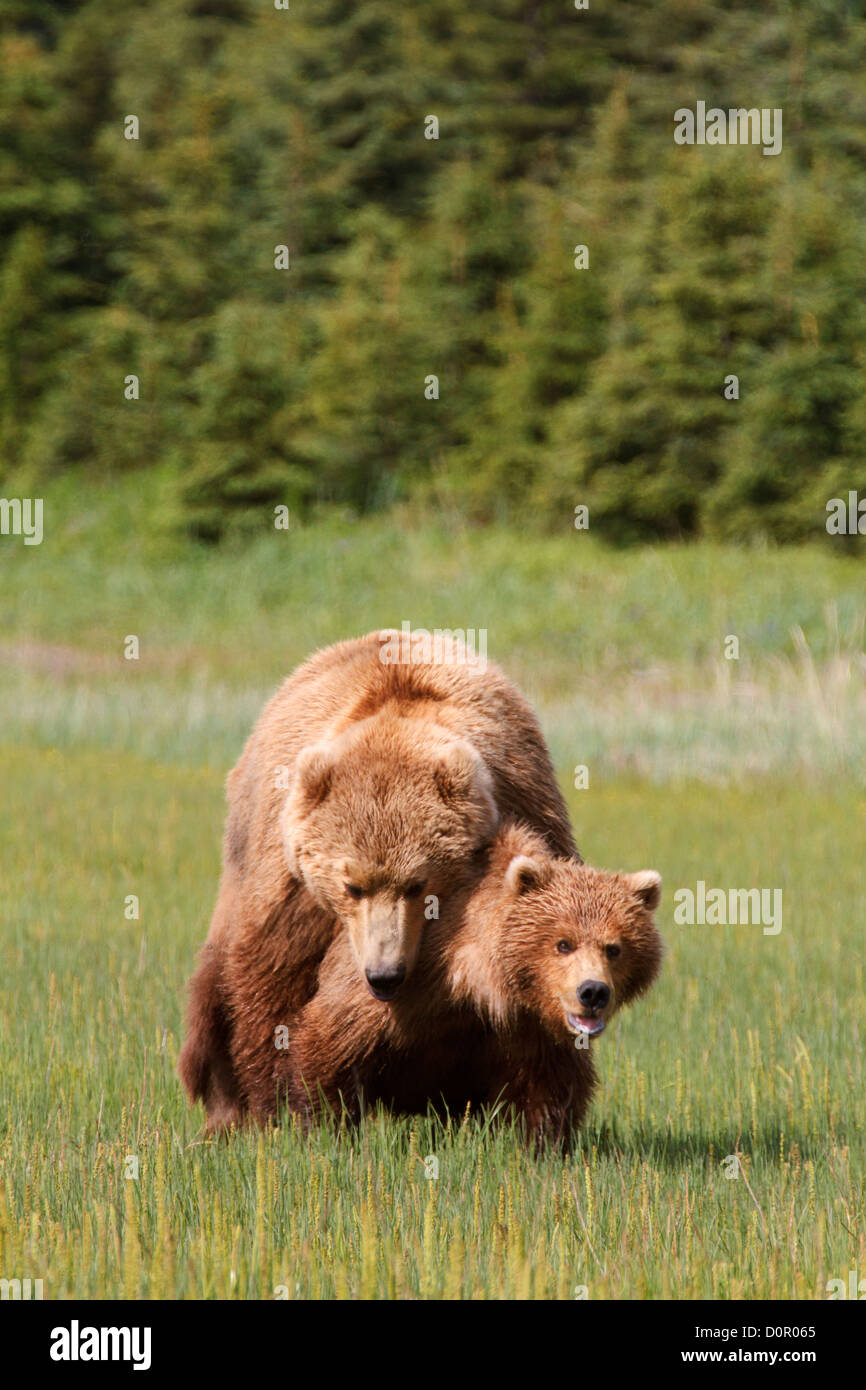 Paarung braune oder Grizzly Bären, Lake-Clark-Nationalpark, Alaska. Stockfoto