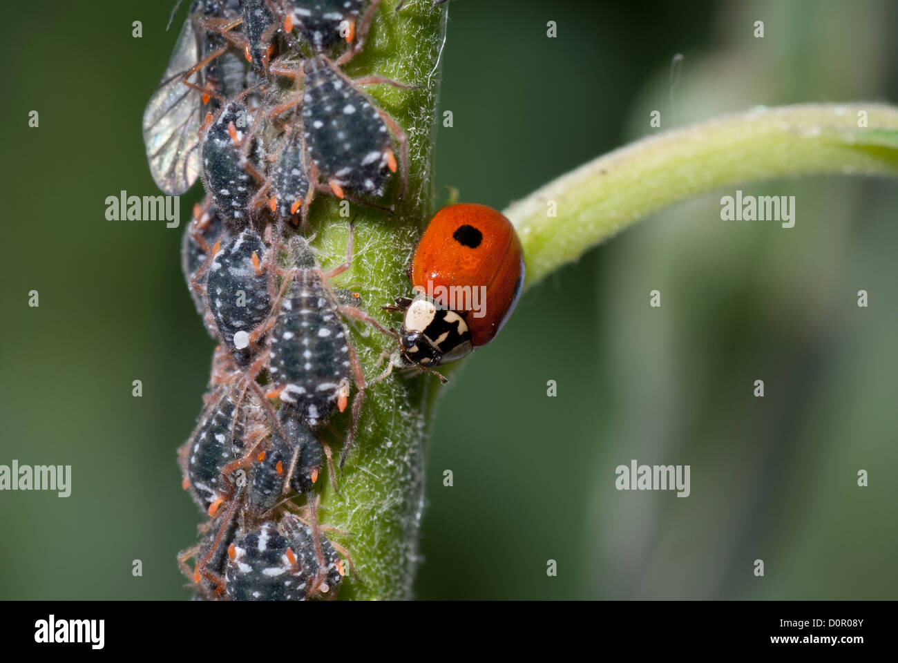 Makro-Marienkäfer und Blattläuse auf grünem Stiel Stockfoto