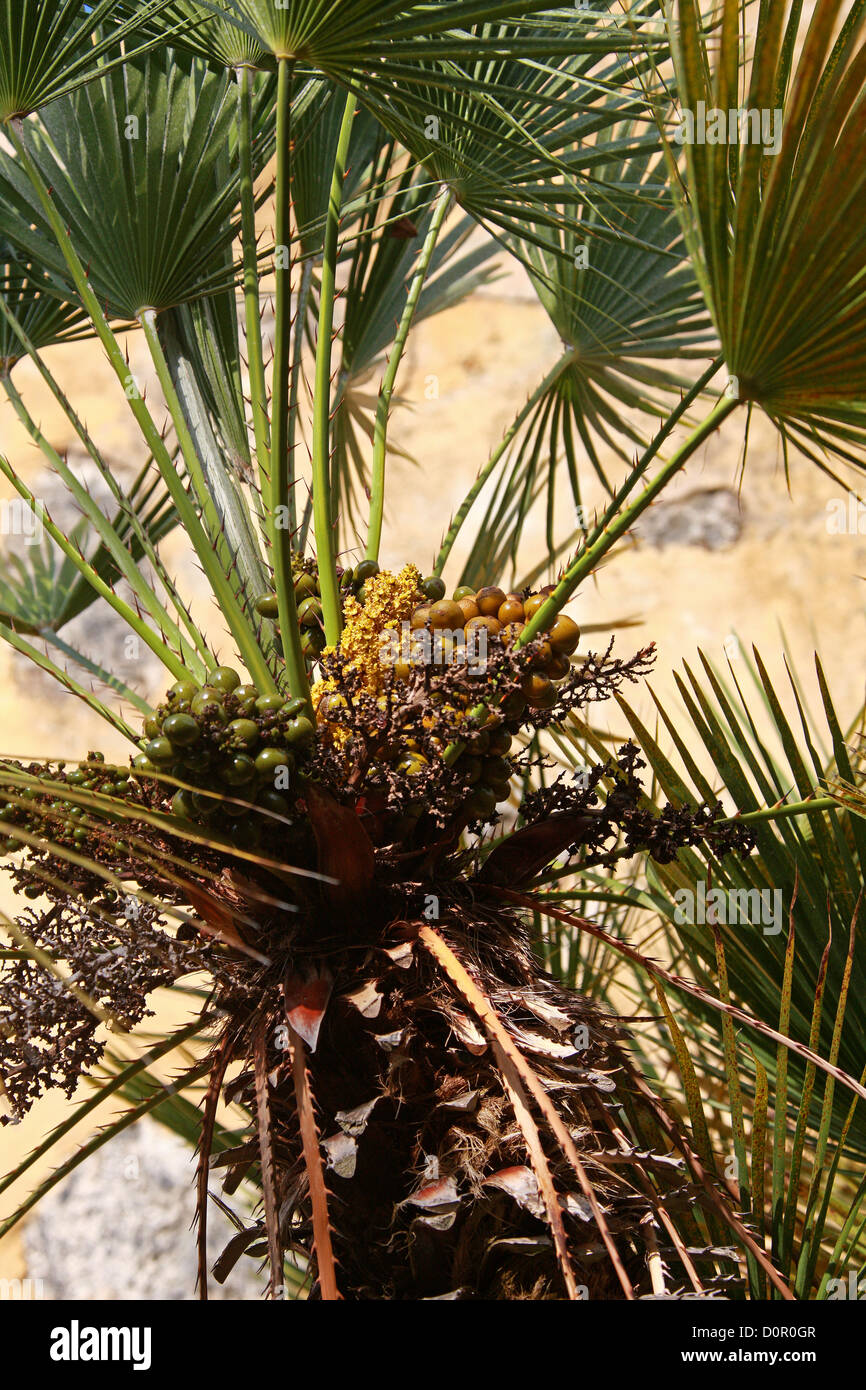 Europäische Fächerpalme oder Mittelmeer-Ventilator-Palme, Chamaerops Humilis, Palmsonntag, mediterranen Europa. Stockfoto