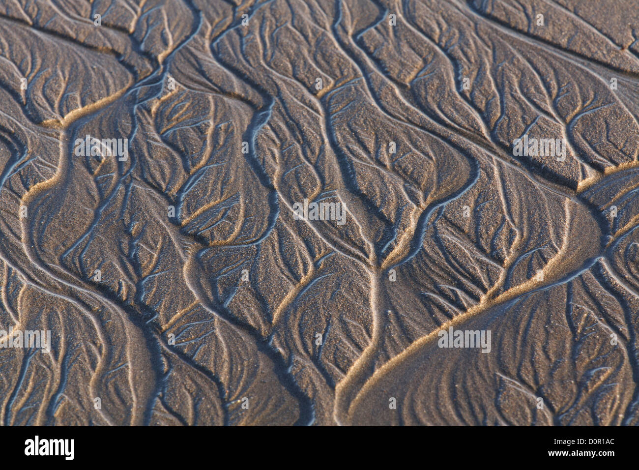 Sand-Muster, Lake-Clark-Nationalpark, Alaska. Stockfoto