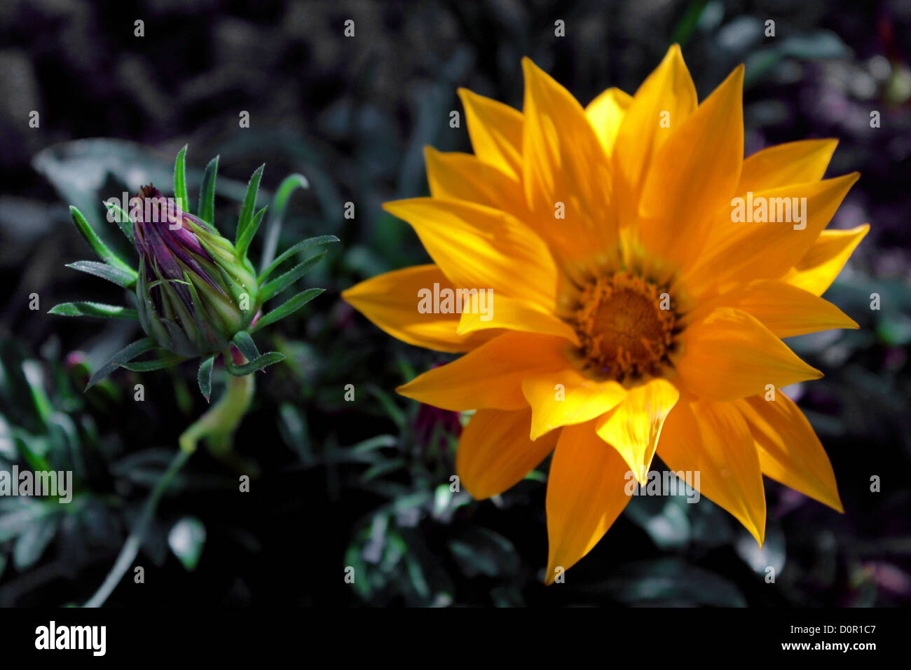 Eine offene Blüte und eine Knospe, steigt aus dem Boden (Un Fiore Aperto Ed un Bocciolo, Si Innalzano dal Terreno) Stockfoto