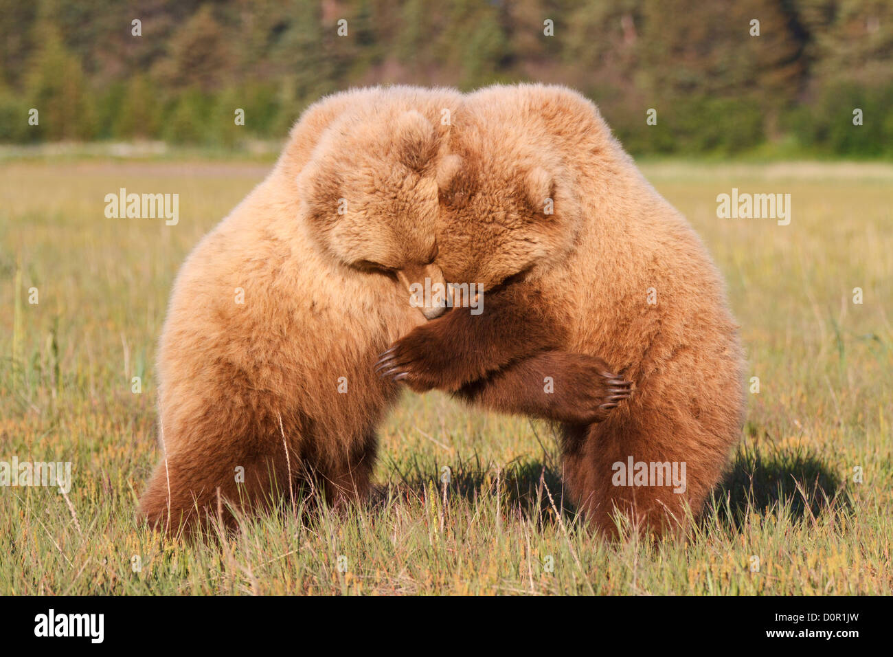 Zwei Jugendliche braun oder Grizzly Bear Cubs Spiel, Lake-Clark-Nationalpark, Alaska. Stockfoto