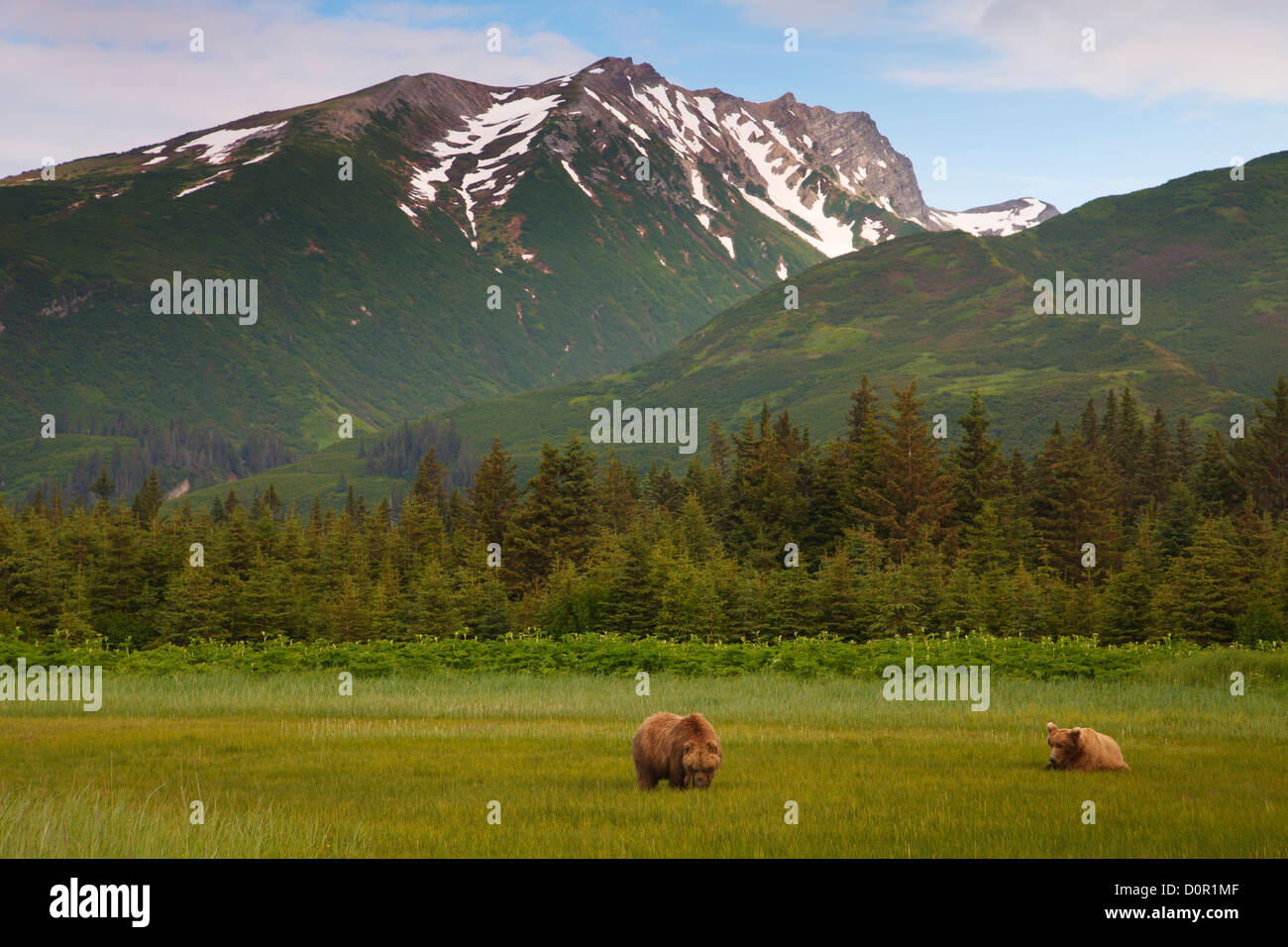 Ein braun oder Grizzly Bär Eber Uhren während der Paarungszeit, Lake-Clark-Nationalpark, Alaska zu säen. Stockfoto