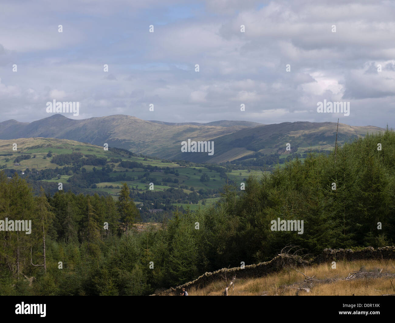 Geräumte Feld in den Hügeln in der Nähe von Hawkshead nach der Protokollierung Wanderer gibt einen Blick auf Teile des Vereinigten Königreichs Lake District Stockfoto