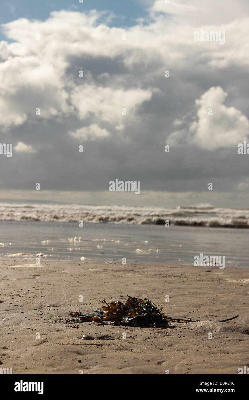 Algen am Strand, Saunton Sands, Devon, UK Stockfoto
