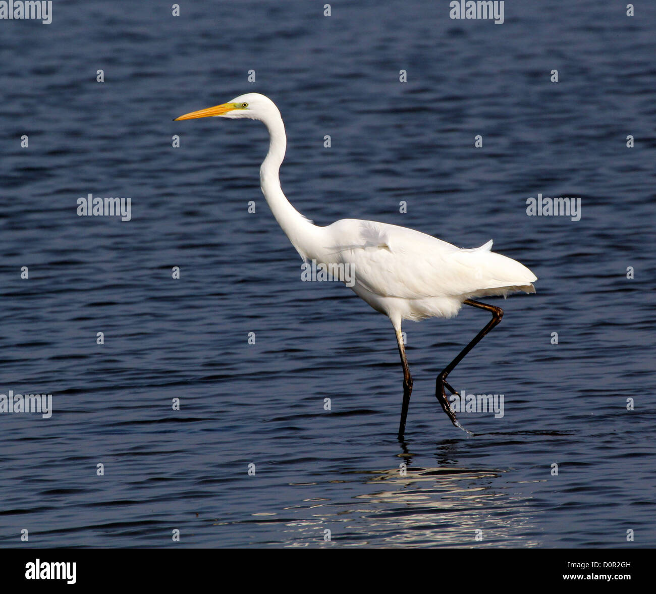 Anmutige Stamm- oder Silberreiher (Ardea Alba) zu Fuß und auf Futtersuche in einem See Stockfoto