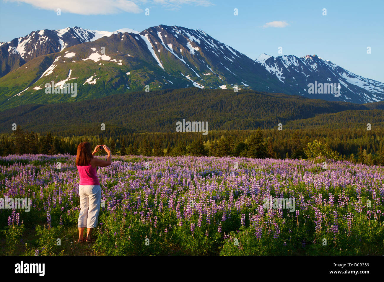Besucher nimmt ein Foto mit einem iPhone, Chugach National Forest, Alaska. (Modell freigegeben) Stockfoto