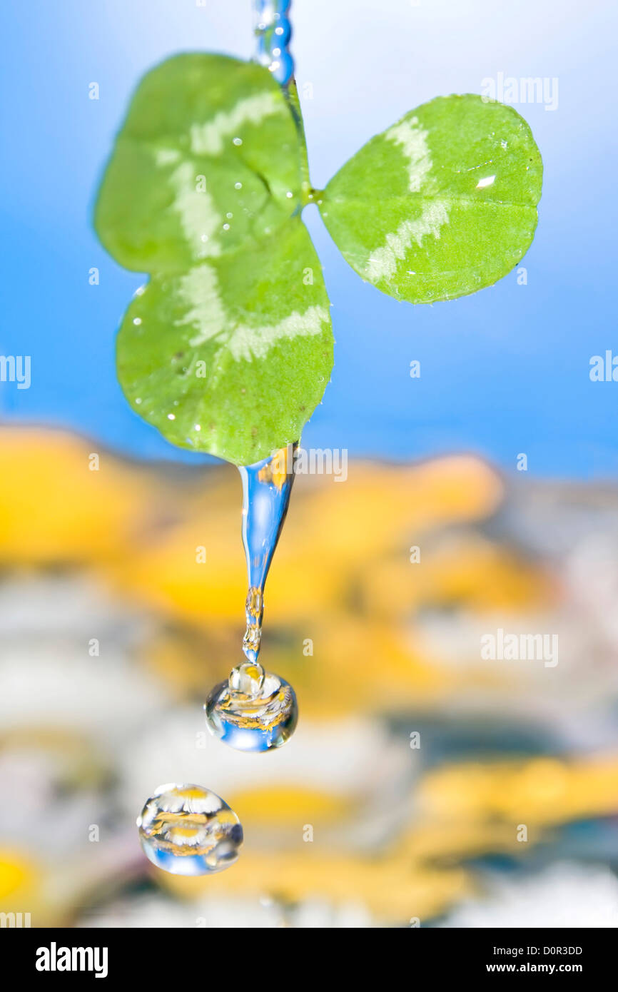 Grünen Klee mit abgelegten Wasser. Stockfoto