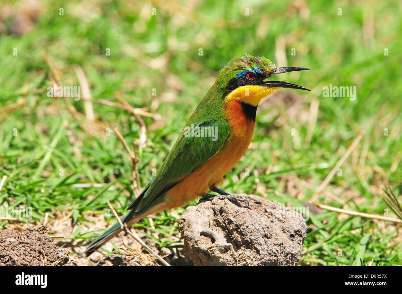 Kleine Biene-Esser Stockfoto