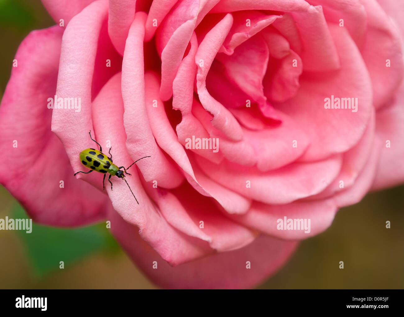 Gefleckte Gurke Käfer (Diabrotica Undecimpunctata) auf Rosenblüten Stockfoto