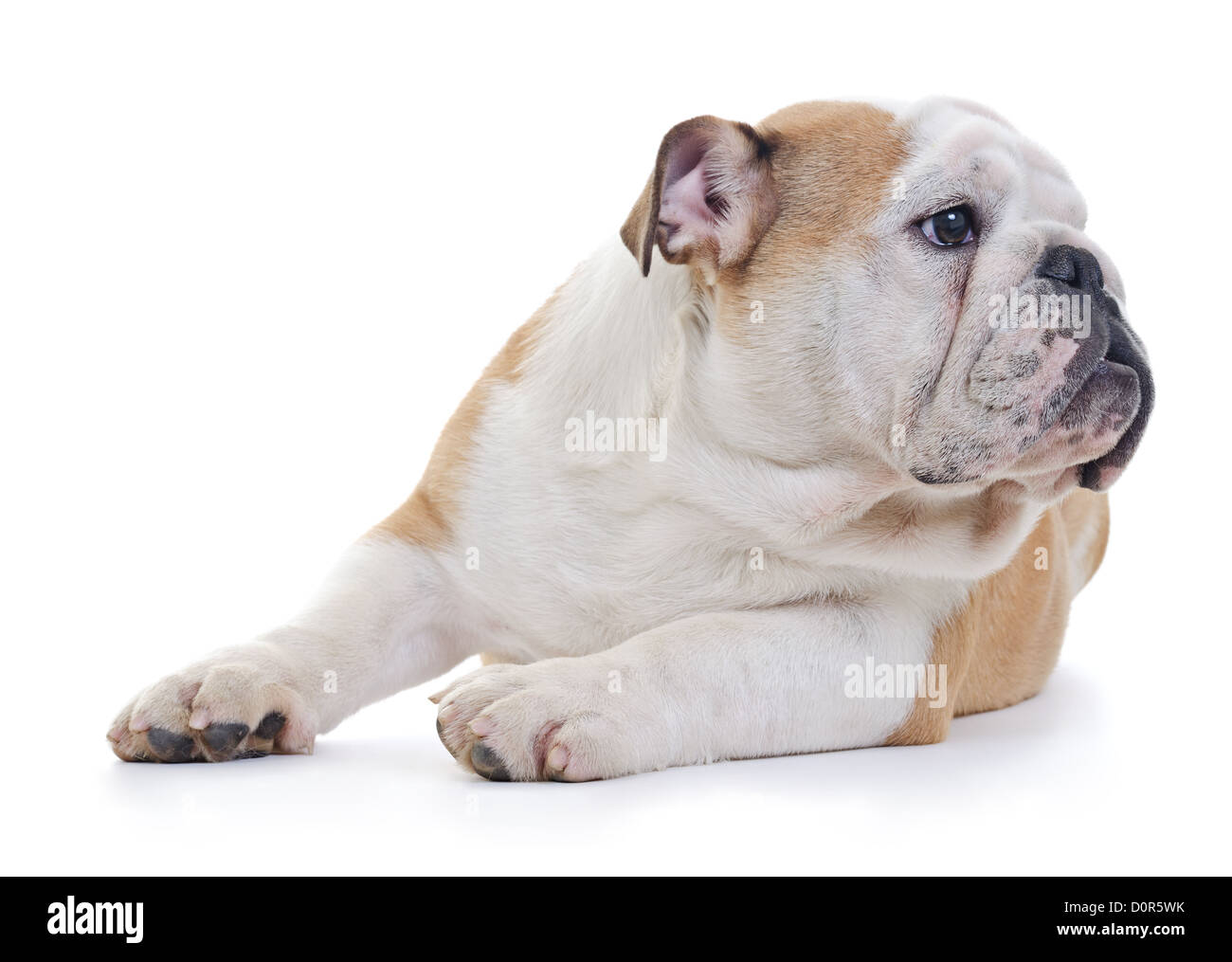 Englische Bulldogge Hund Blick weg von der Kamera, auf weißem Hintergrund Stockfoto