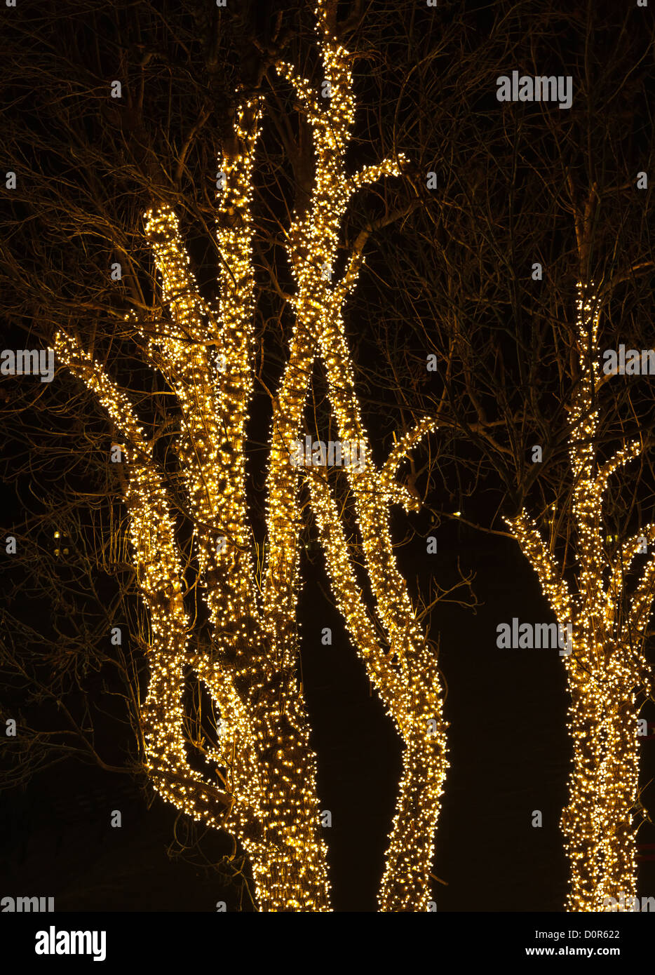 Baum und Christmas lights Stockfoto