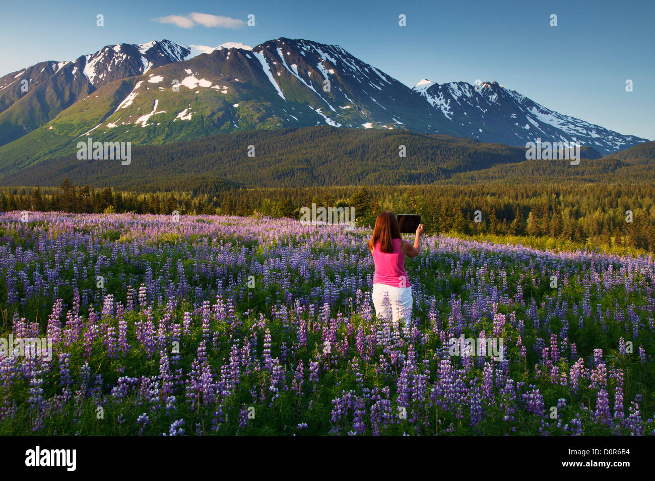 Besucher, die ein Foto mit einem Ipad, Chugach National Forest, Alaska. (Modell freigegeben) Stockfoto