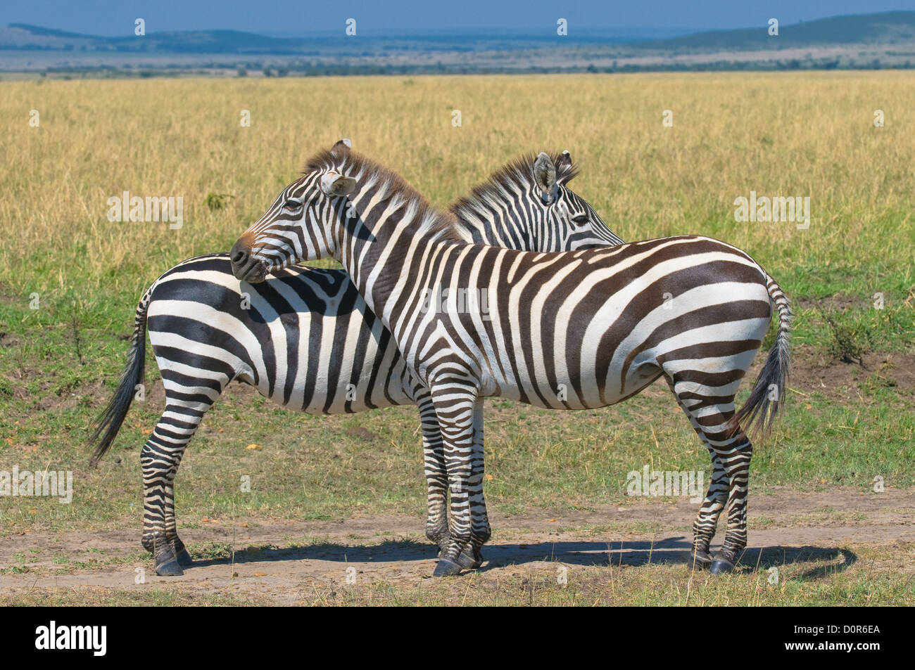 zwei Zebras, Masai Mara, Kenia Stockfoto