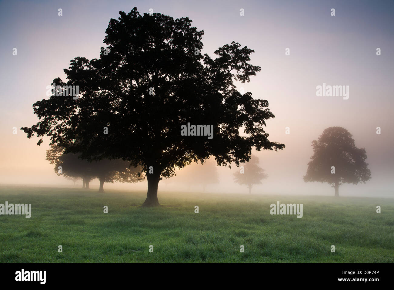 ein nebliger Morgen in der Nähe von Milborne Port, Somerset, England, UK Stockfoto