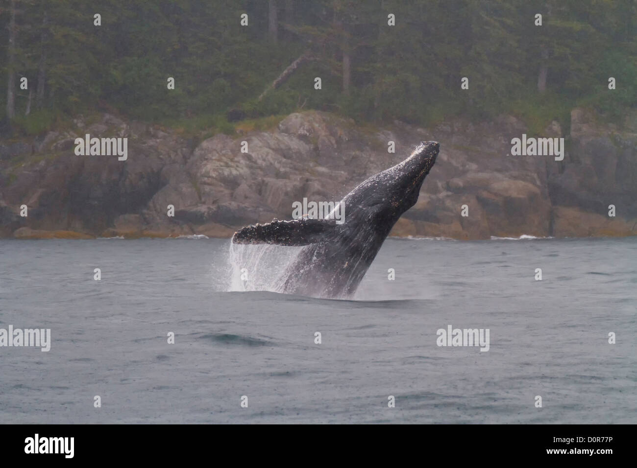 Dagegen verstößt Buckelwal, Kenai Fjords National Park, in der Nähe von Seward, Alaska. Stockfoto