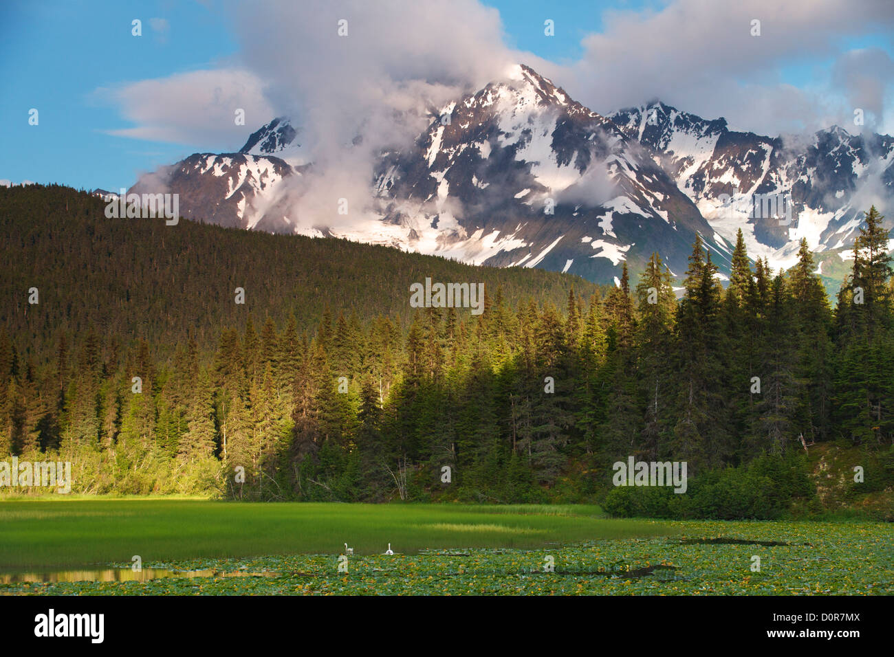 Schwäne, Chugach National Forest, Alaska. Stockfoto