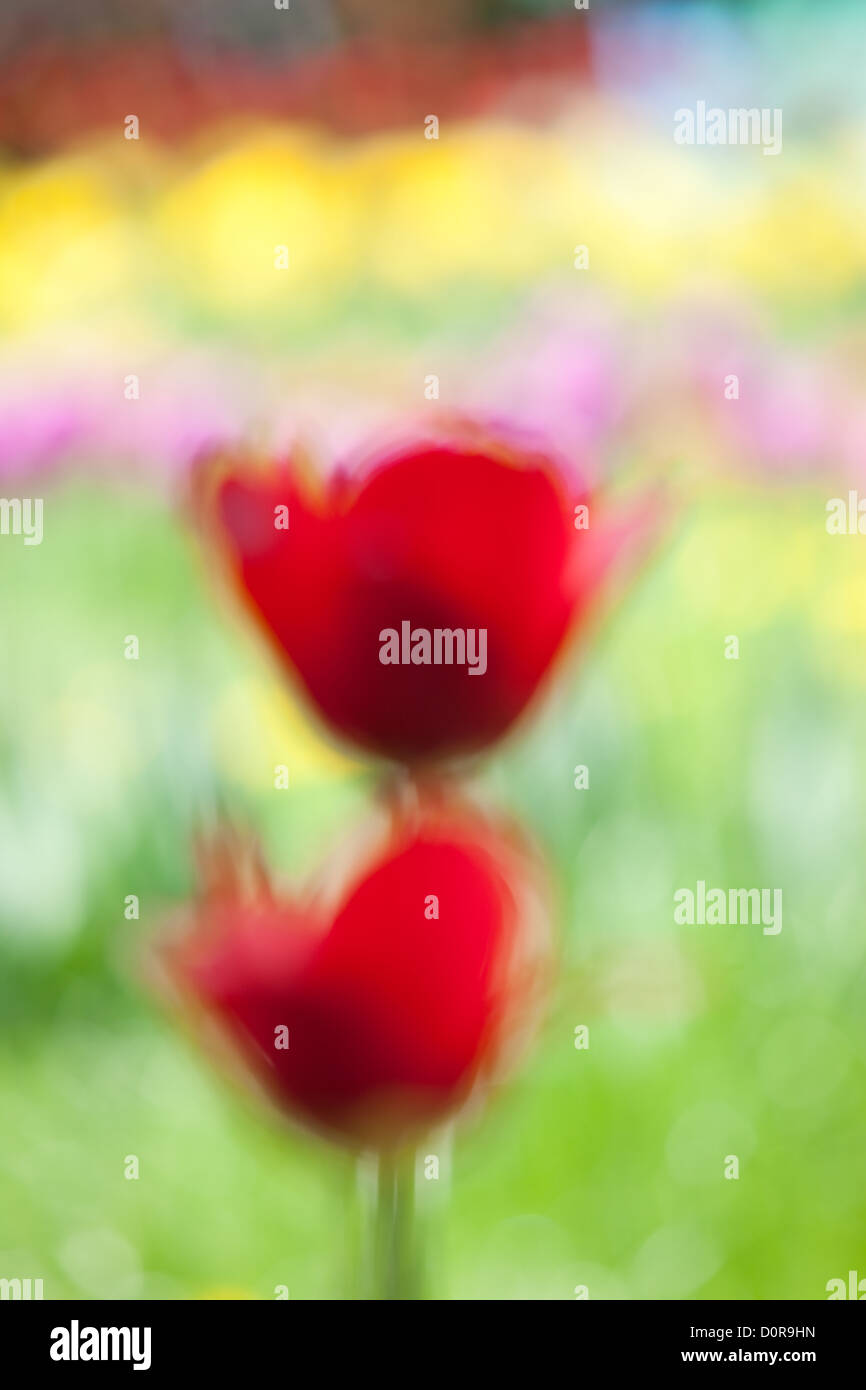 Rote Tulpen, Abstraktion Stockfoto