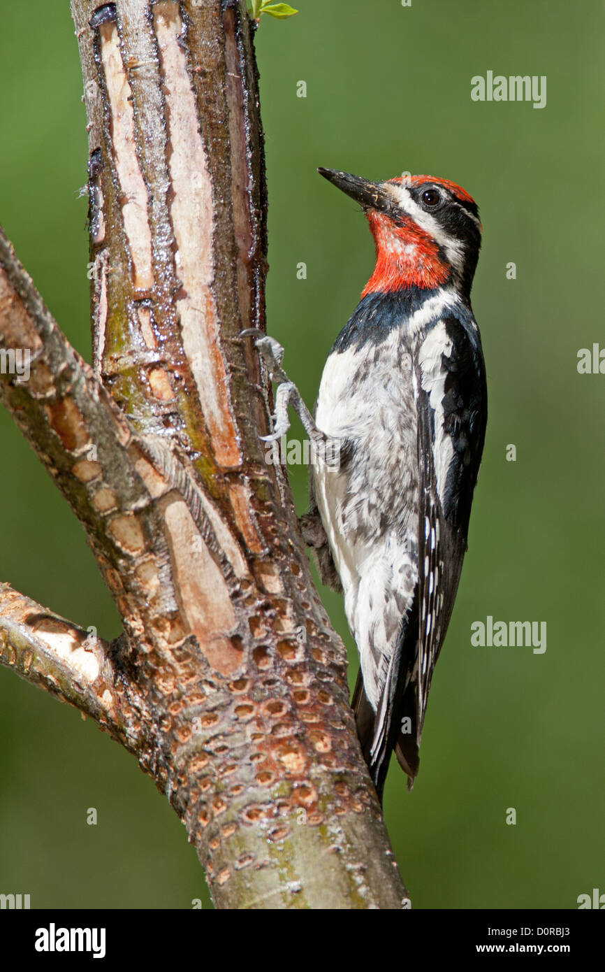 Rotnapter Sapsucker bei SAP Wells Sitzender Vogel Vögel Specht Specht Vogelkunde Wissenschaft Natur Tierwelt Umwelt Sapsucker vertikal Stockfoto