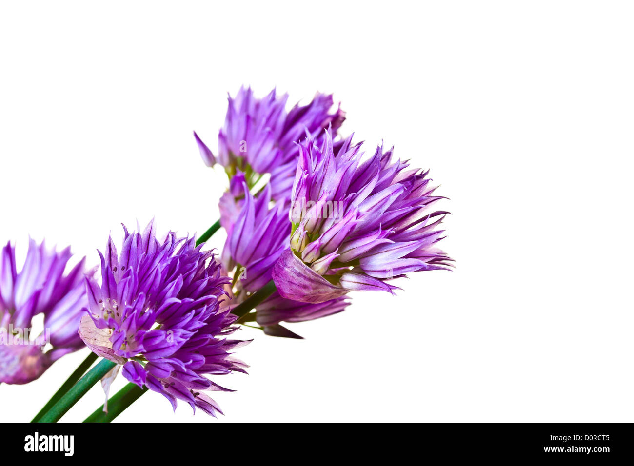 Sommerblumen lila Stockfoto