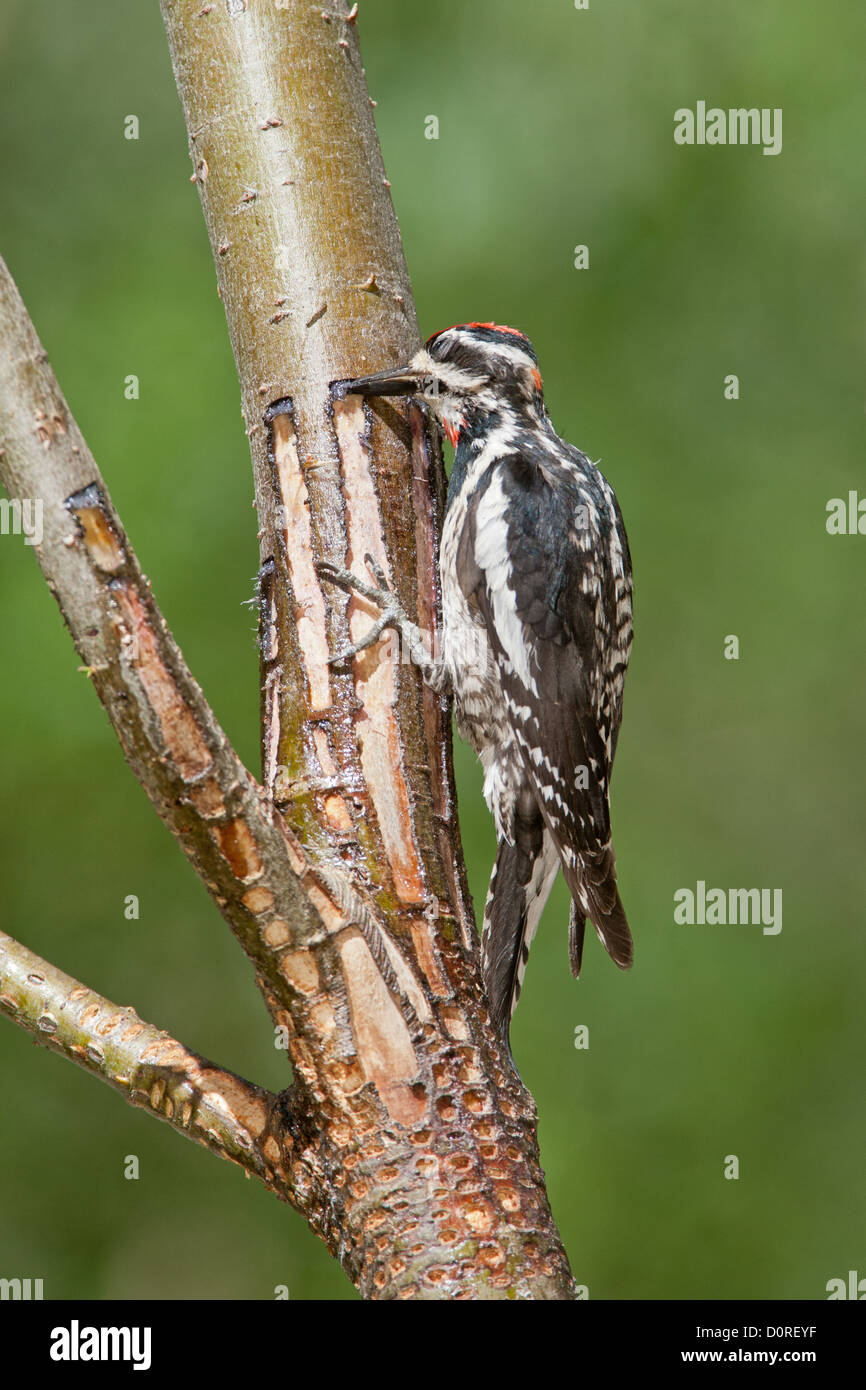 Rotnapter Sapsucker bei SAP Wells Sitzender Vogel Vögel Specht Specht Vogelkunde Wissenschaft Natur Tierwelt Umwelt Sapsucker vertikal Stockfoto