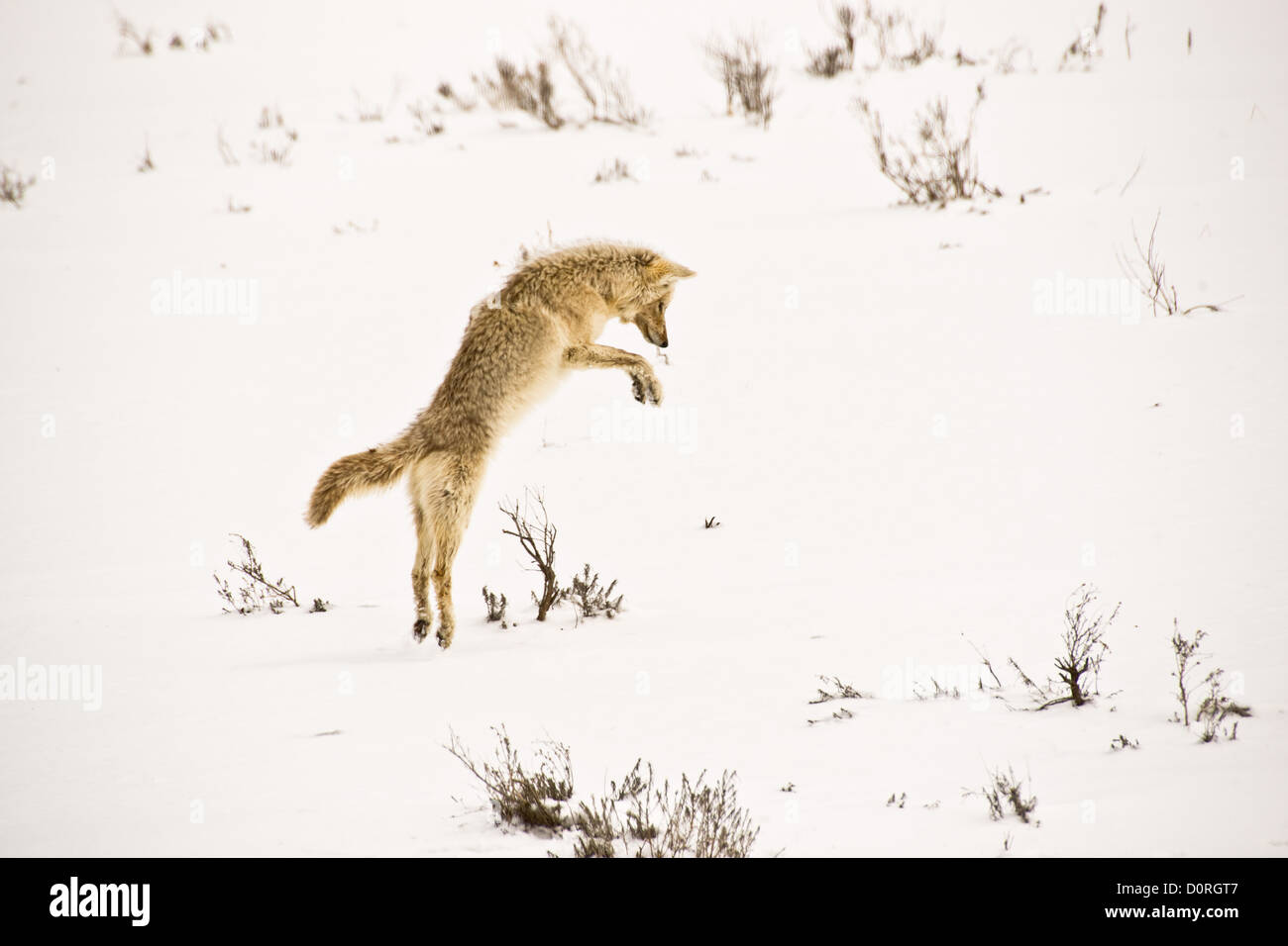 Springenden Coyote im Yellowstone-Winter Stockfoto