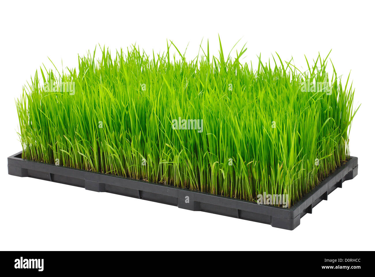 Junge Reis sprießen in der Box bereit zu wachsen im Reisfeld Stockfoto