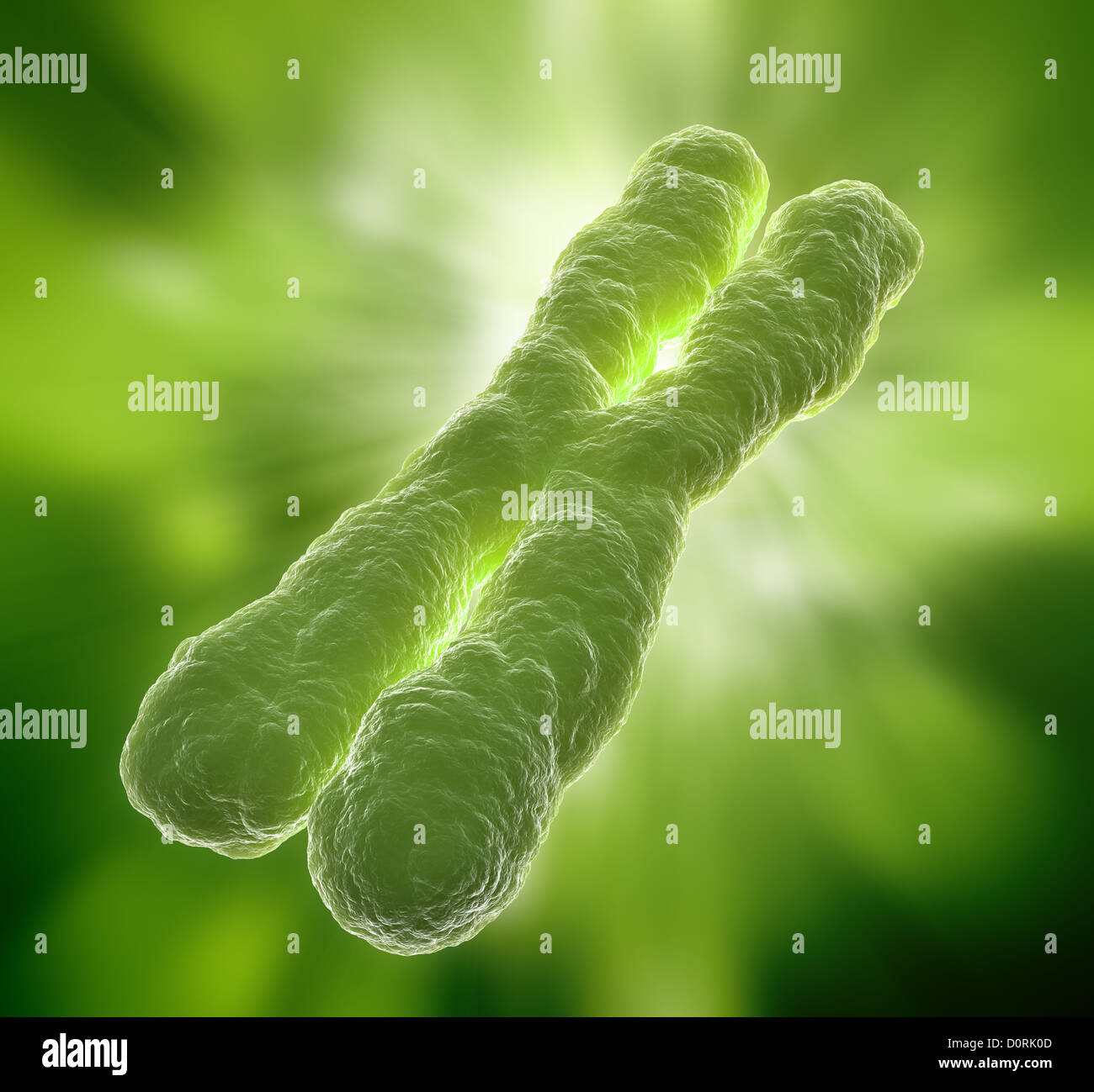 Chromosom Stockfoto