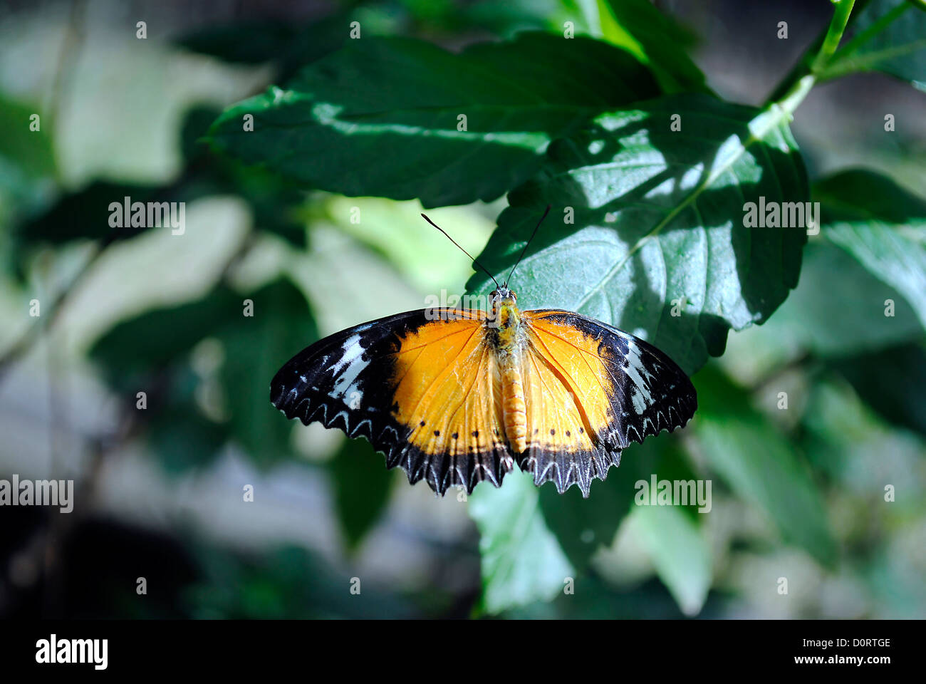 Aigeus Longwing Schmetterling Stockfoto