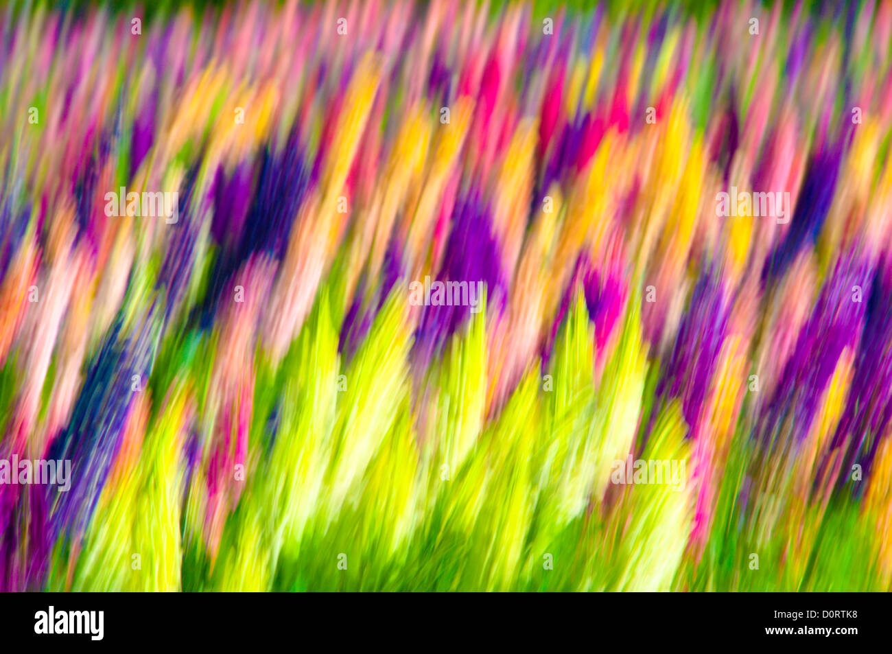 Bereich der Lupinen. Etwas zog unscharf und Kamera während der Belichtung nach künstlerischen Effekt zu erzielen. Juni. Stockfoto