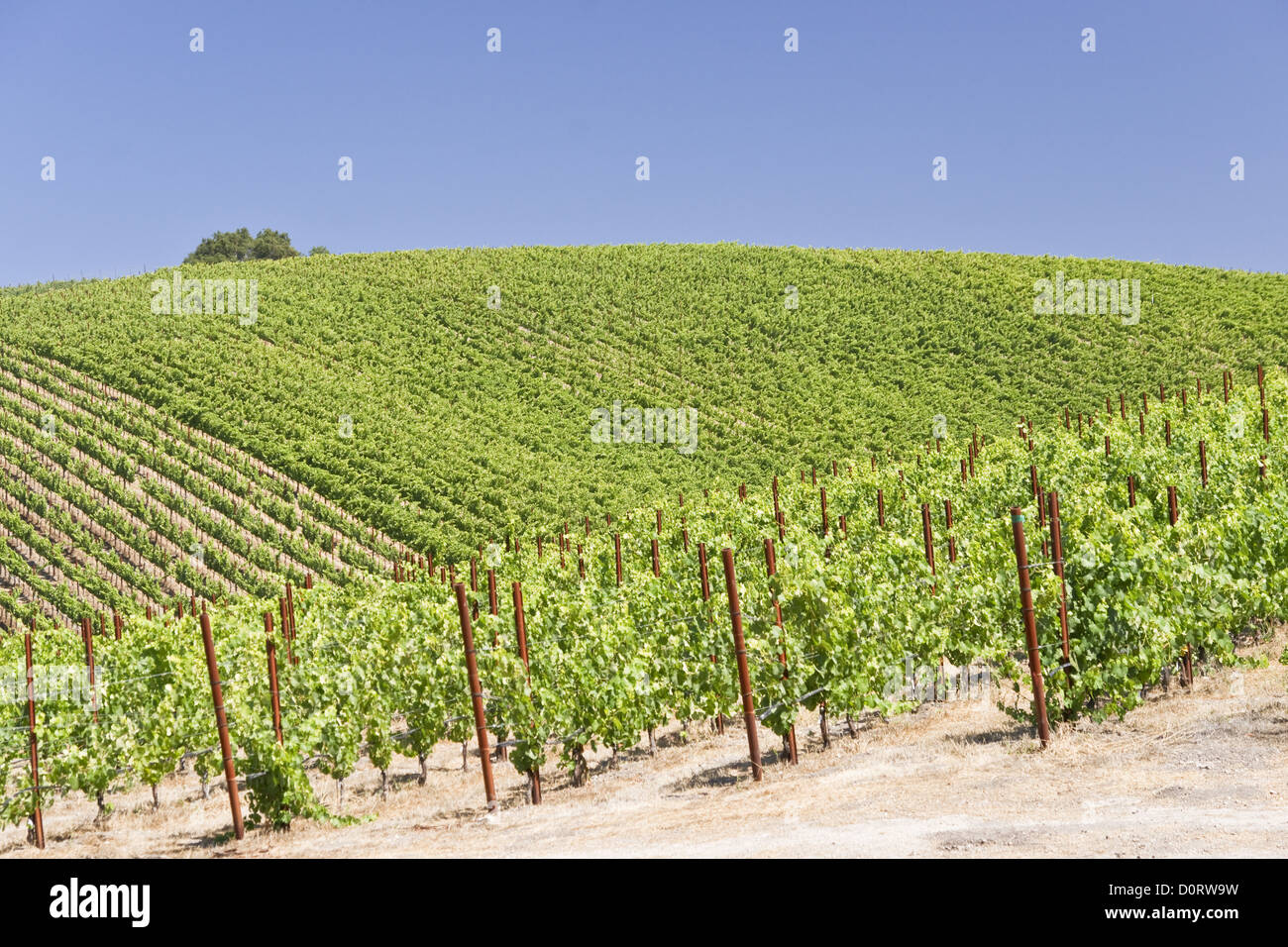 Sommer im Weinland Stockfoto