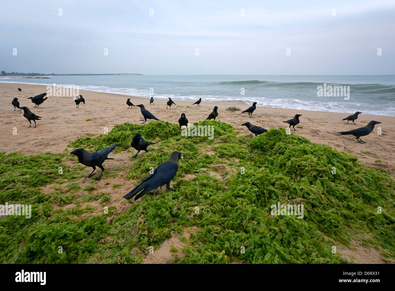 Krähen und Algen. Arugam Bay. Sri Lanka Stockfoto