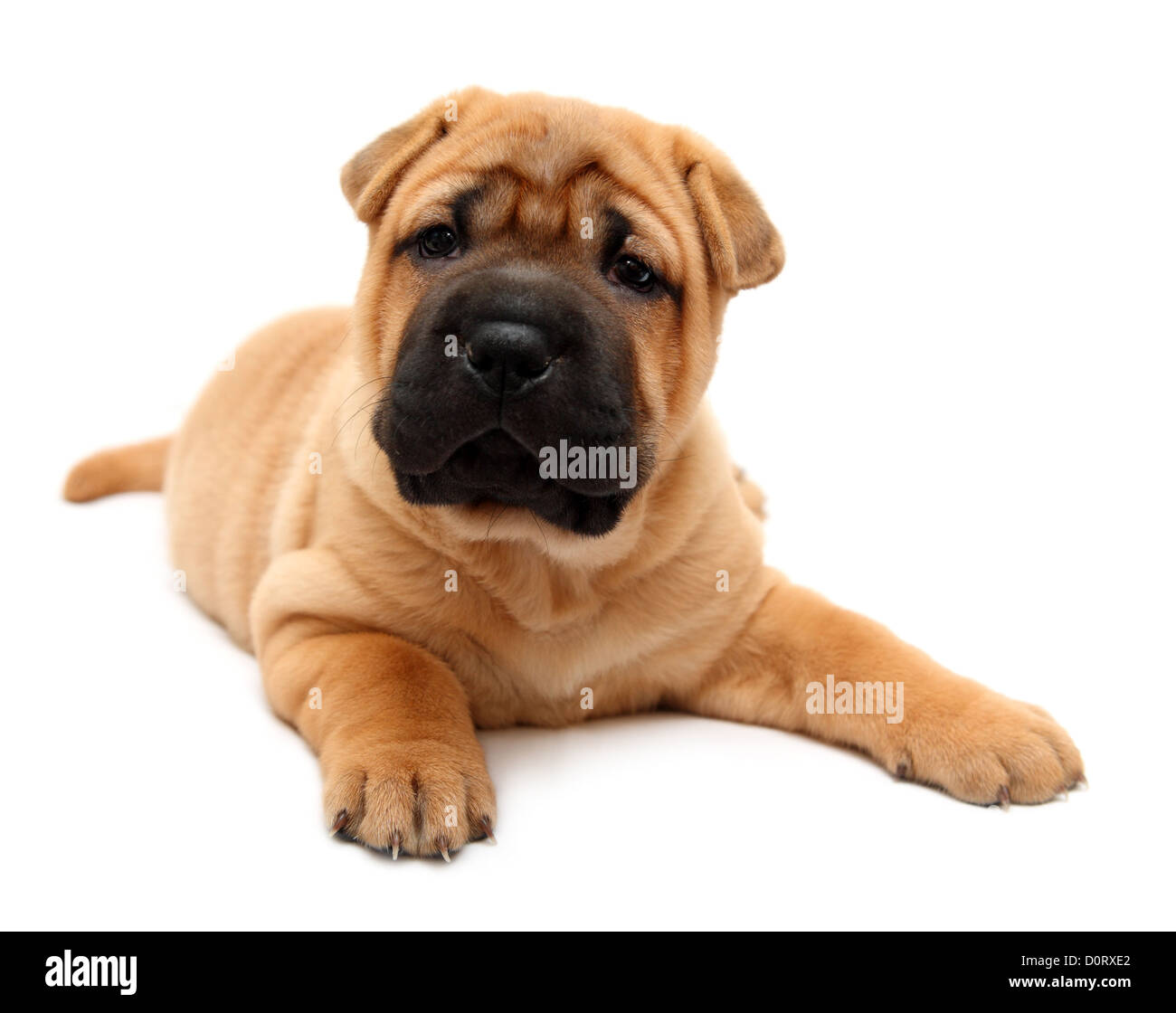 Shar pei Welpen Stockfoto