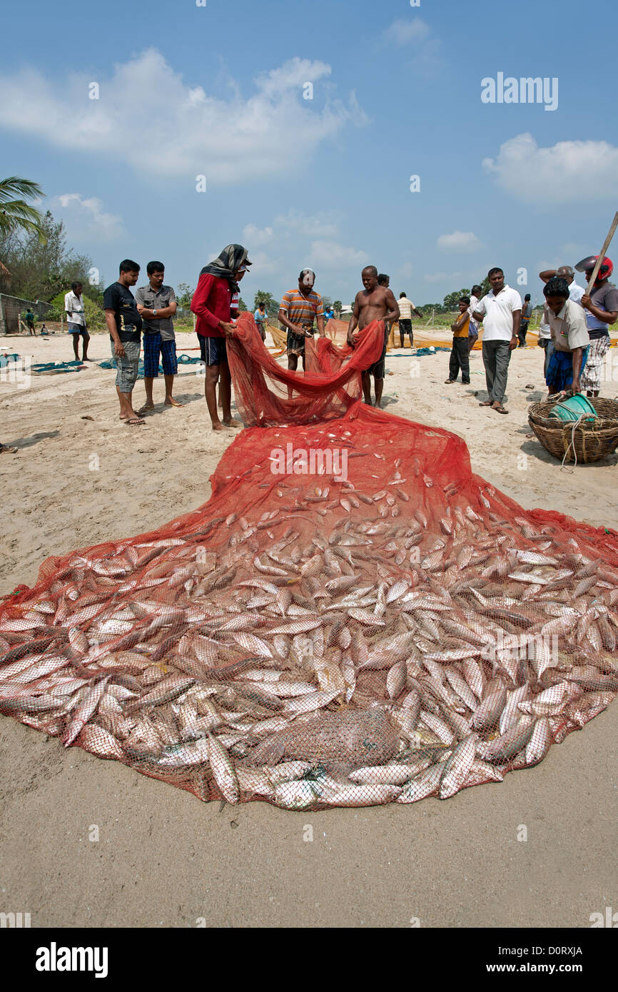 Fischer mit dem Fang des Tages. Uppeveli Strand. Trincomale. Sri Lanka Stockfoto