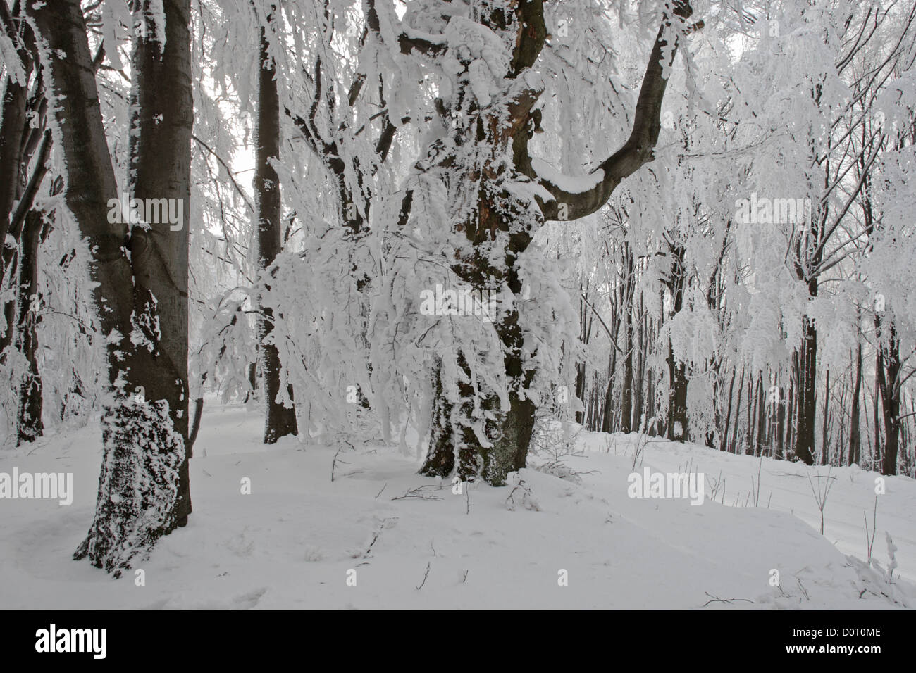 Wald. Winter-Szene mit Bäume im Schnee. Zentralen Balkan Nationalpark. Bulgarien Stockfoto