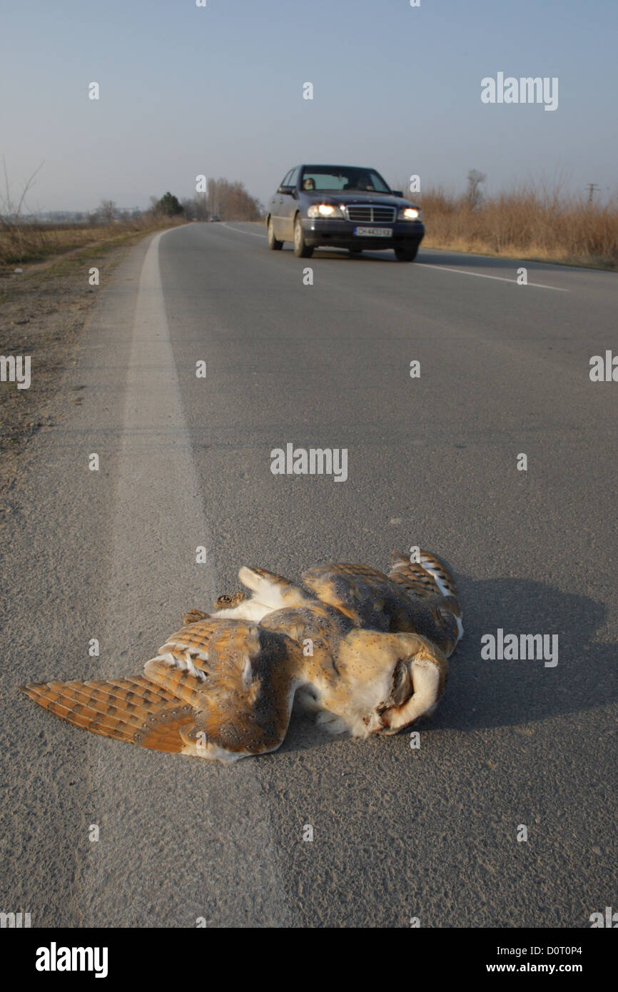 Toter Vogel auf der Straße mit dem Auto, Bulgarien getötet Stockfoto