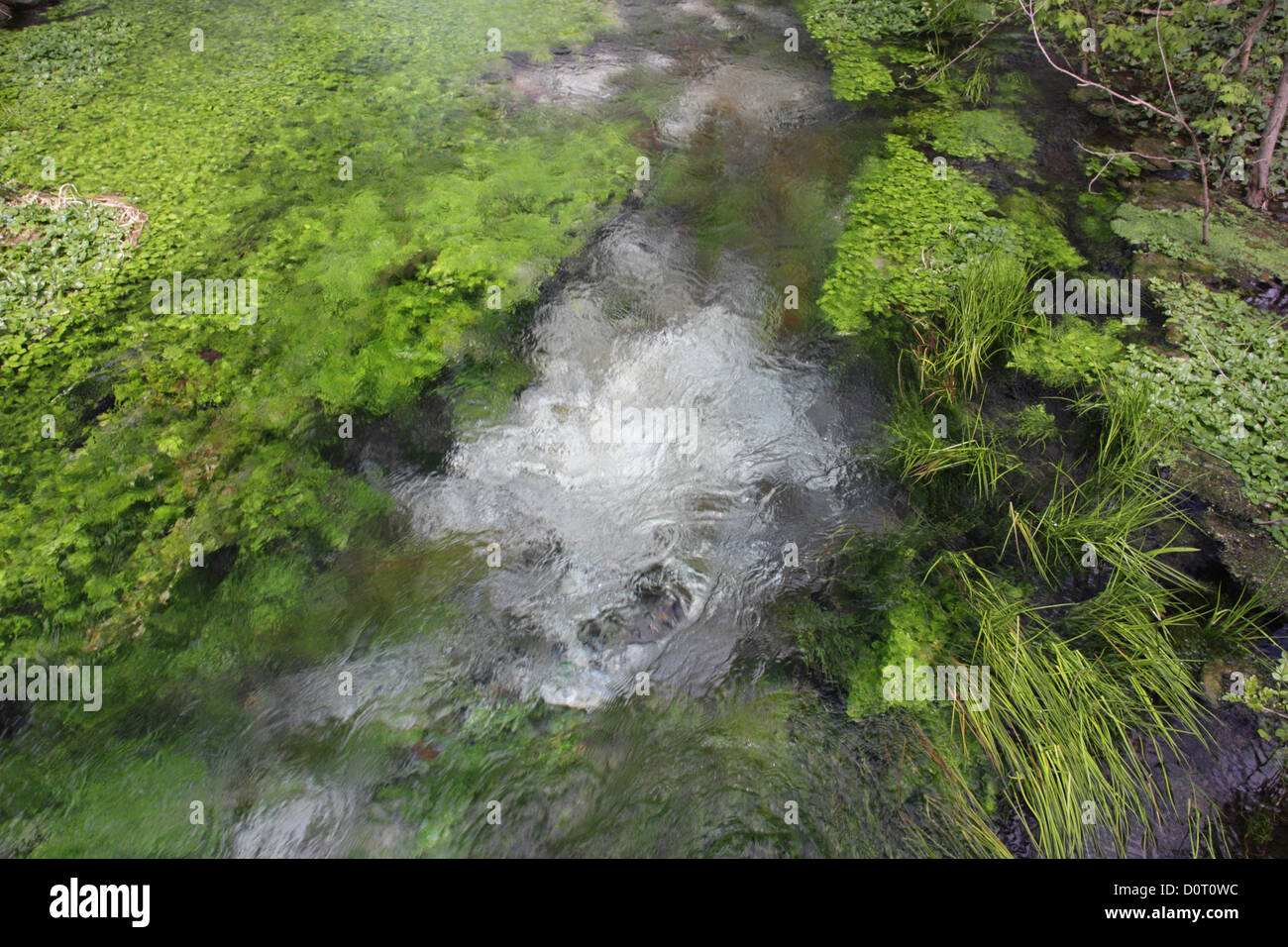 Natürliches Mineralwasser Frühling, Wasserquelle mit Wasserpflanzen, in der Nähe der Stadt Varna, Bulgarien Stockfoto
