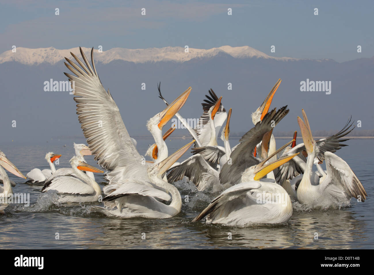 Krauskopfpelikan. Pelecanus Crispus. Lake Kerkini, Griechenland Stockfoto