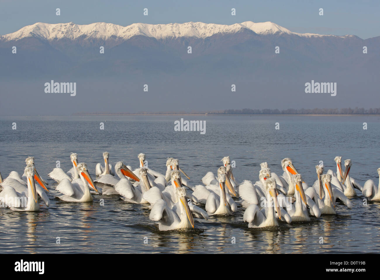 Krauskopfpelikan. Pelecanus Crispus. Lake Kerkini, Griechenland Stockfoto