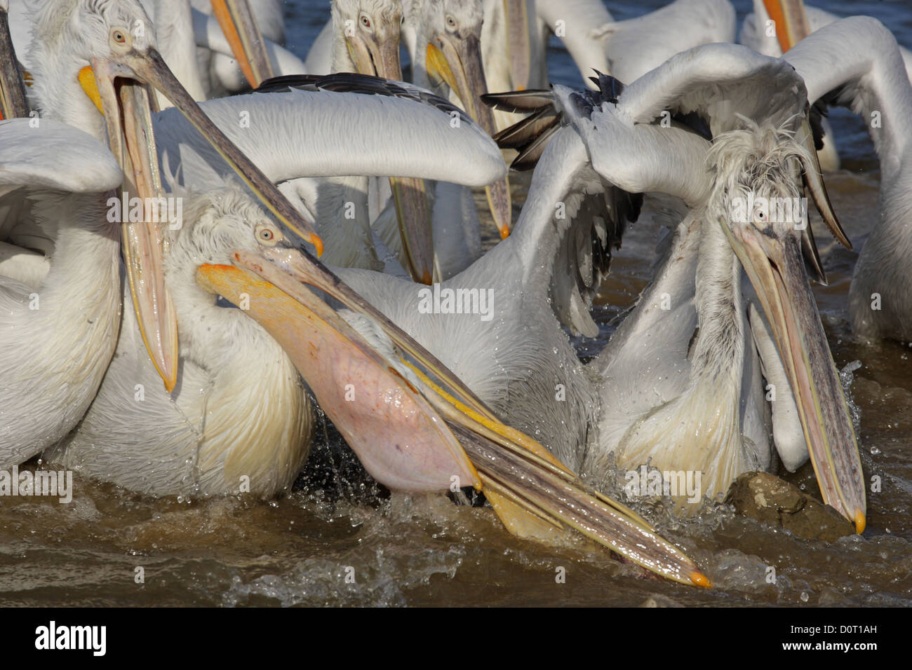 Eine Gruppe von Krauskopfpelikan in Nahrungskonkurrenz (Fisch), Pelicanus Crispus Kerkini-See, Griechenland Stockfoto