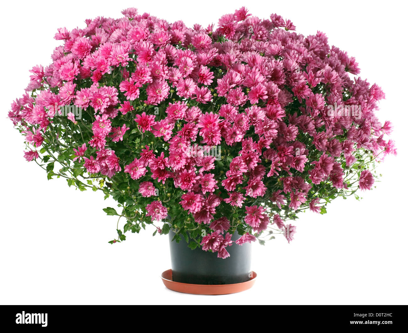 Chrysanthemen Blüten in Herzform Stockfoto