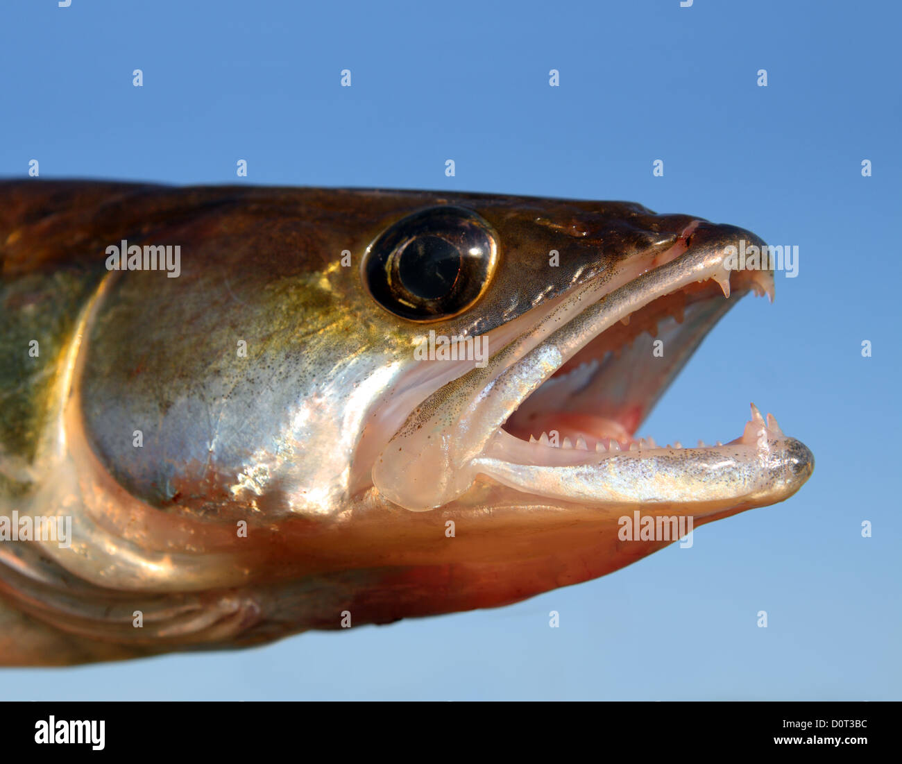 Zander Angeln Kopf am Himmelshintergrund Stockfoto