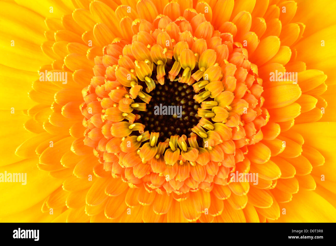 Gelbe Gerber Ringelblume-Blume. Makro Nahaufnahme auf Flowerhead mit Orange und schwarz-Center Stockfoto