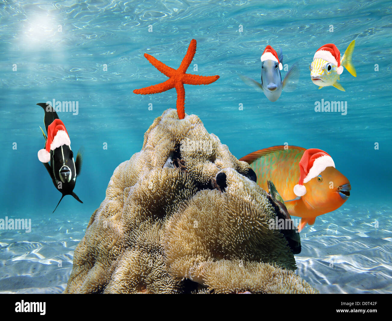 Unterwasser Weihnachten Szene mit lustigen tropische Fische in rot Santa Claus hat und ein Seestern auf seeanemonen Stockfoto