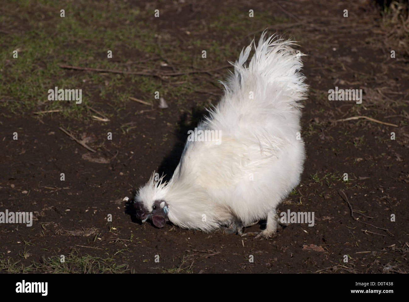 Weiße Silkie Hühner (Gallus Domesticus) Fütterung im offenen Grasland Stockfoto